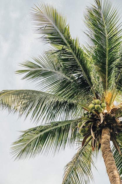 view of palm trees