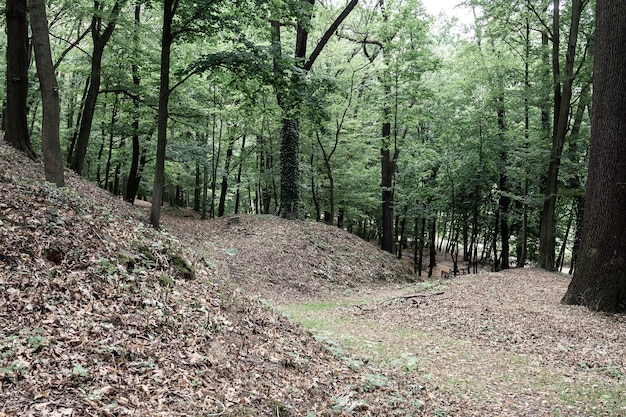 View of paths in the forest with hilly relief. Landscape concept, background.