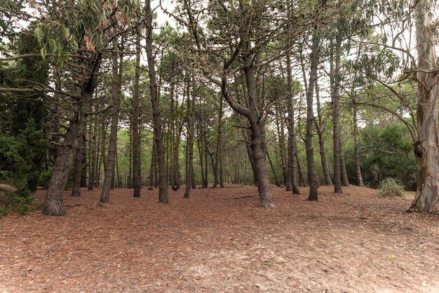 View of pine forest on an autumn afternoon