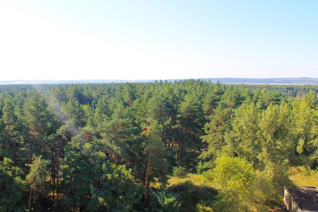 View on the pine forest