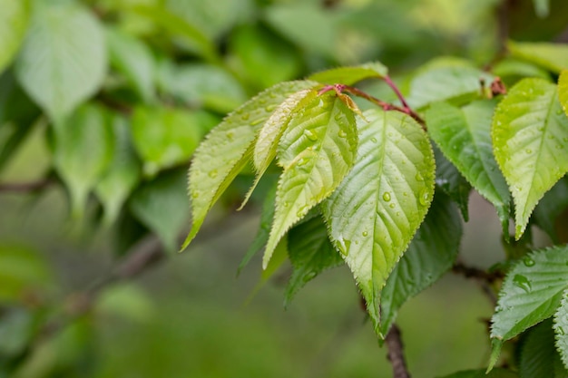 View of Prunus serrulata Japanese cherry leaves after the rain in spring Natural background