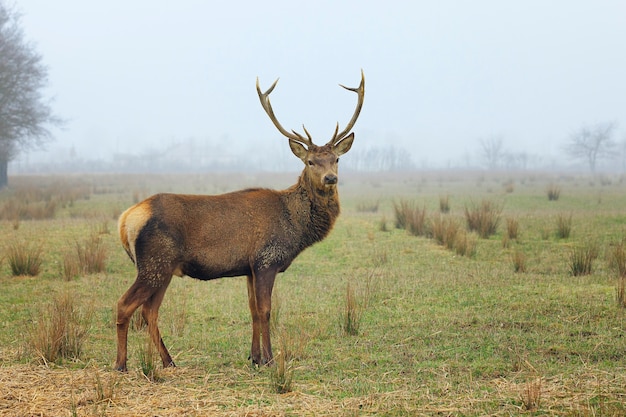 View of red deer stag in forest landscape of foggy misty