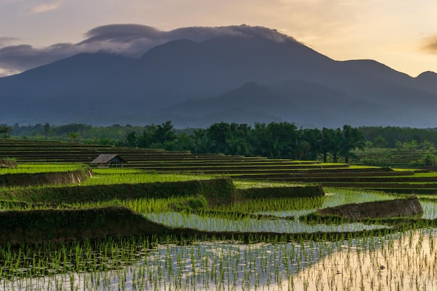 The view of the reflection of the morning sun shining over the green Indonesian rice fields