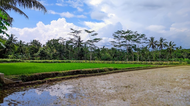 View of rice fields clear skies and beautiful trees in Java Indonesia