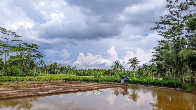 View of rice fields clear skies and beautiful trees in Java Indonesia