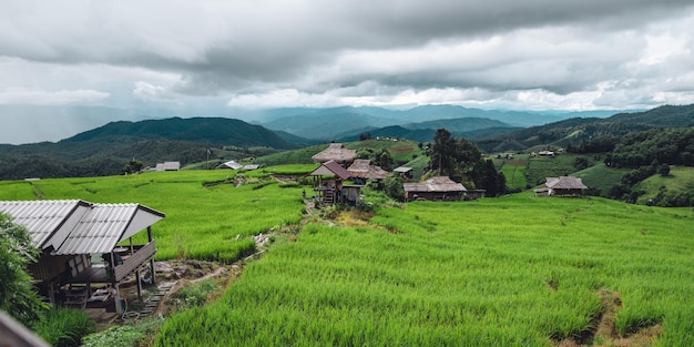 View of the rice fields from the hut