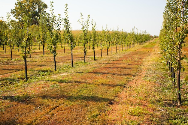 View of rows with numerous apple trees. Young apple tree garden in the autumn after first harvest.