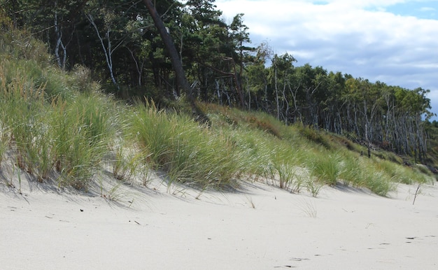 view of a sand dune with a strip of grass, the Baltic Sea and the sky