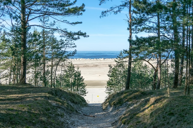 View of the sandy beach of the Baltic Sea with a pine forest next to it