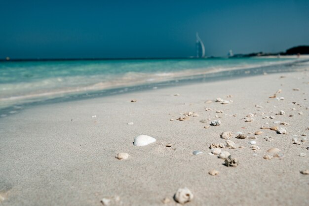 View on seashells on beach near sea