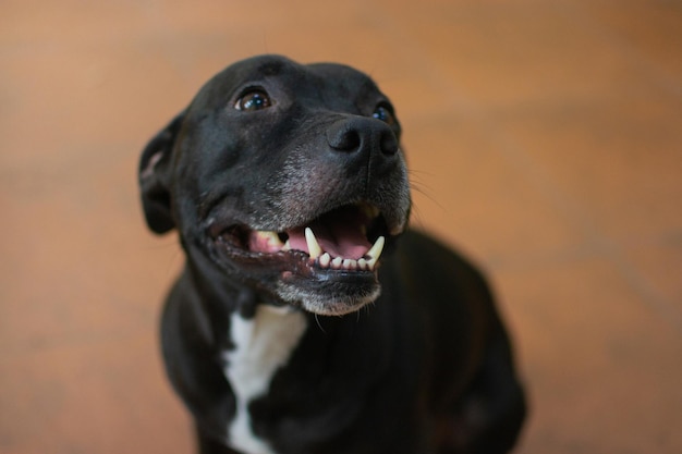 View at the serious black pit bull dog laying at the floor at the grooming salon and waiting for the procedures Care of the pets concept Stock photo