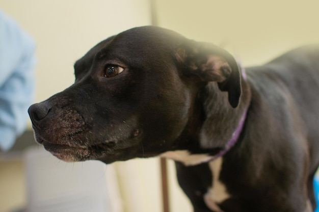 View at the serious black pit bull dog laying at the floor at the grooming salon and waiting for the procedures Care of the pets concept Stock photo