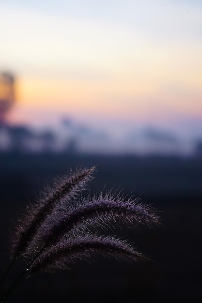 View of the shadow of the grass and the sun