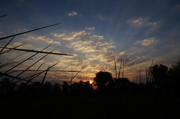 View of the shadow of the grass and the sun