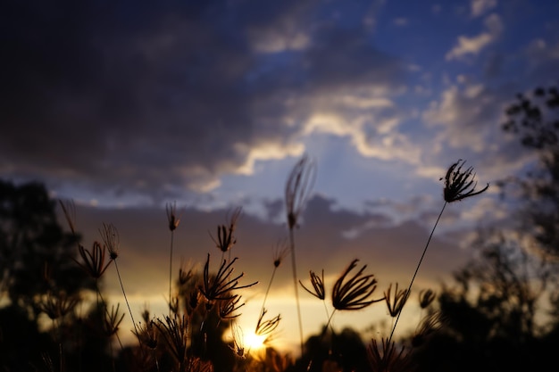 View of the shadow of the grass and the sun