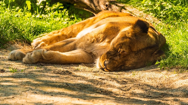 Photo view of a sleeping cat