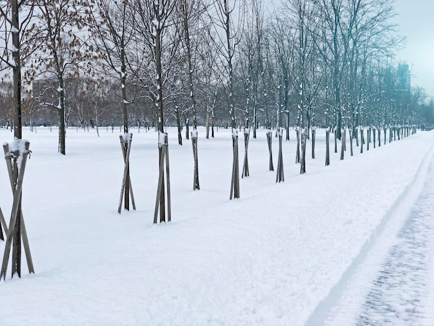 View snow covered winter park young trees