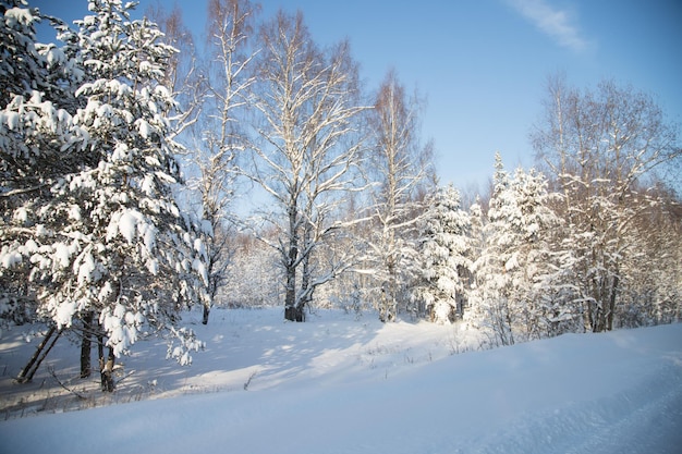 View of the snowcovered forest on a sunny day from the winter road Horizontal orientation