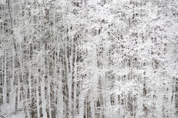 View to snowy beautiful white forest covered with hoarfrost