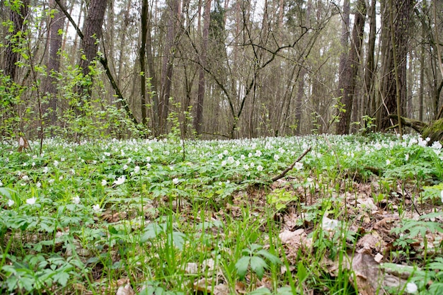 View of a spring forest with blooming flowers Wood anemone Anemone nemorosa L