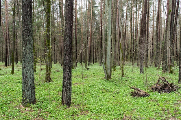 View of a spring forest with blooming flowers Wood anemone Anemone nemorosa L