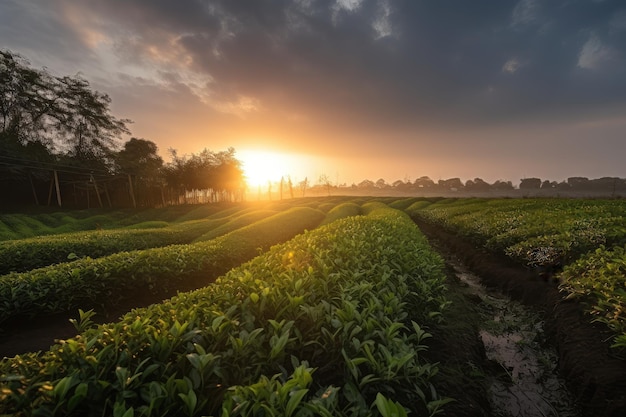 View of sun setting behind row of tea plants with clouds in the background