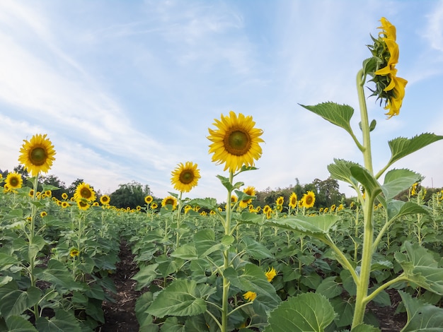  view of sunflower field with blue sky in Thailand.