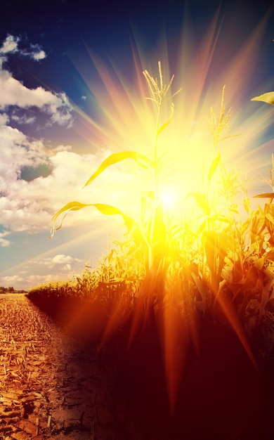 View on sunrise in corn field instagram stile