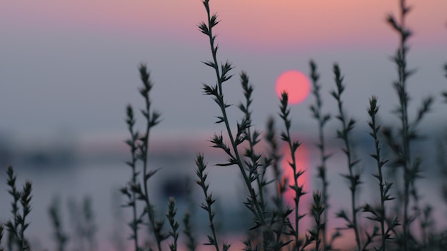 View to sunset and lake through the grass