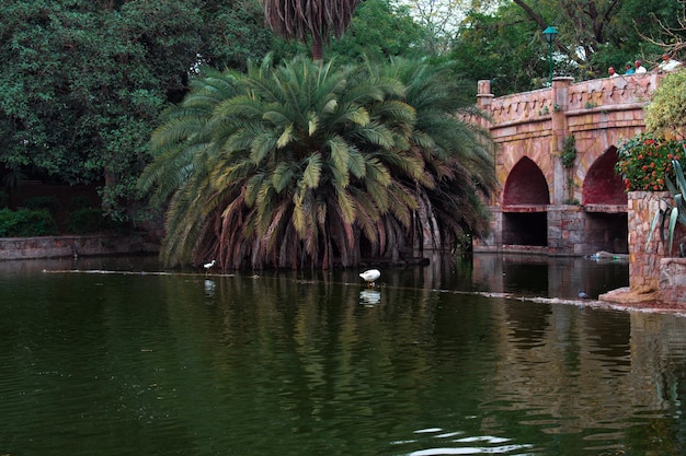 Photo view of swan in lake