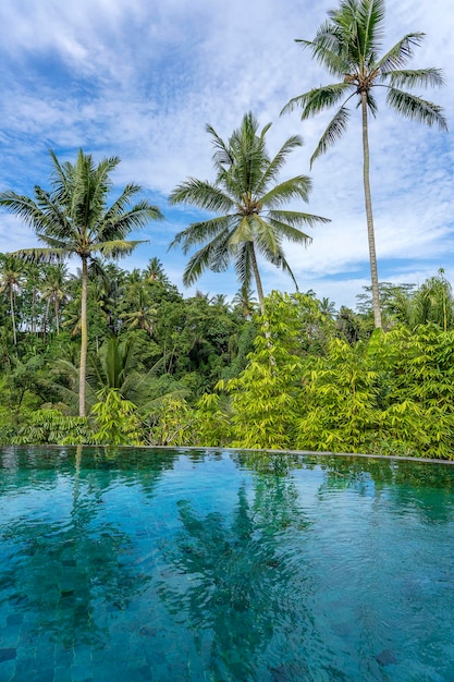 View of the swimming pool water and coconut palm trees in the tropical jungle in the morning Ubud Bali Indonesia