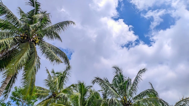 View of tall coconut trees with clear cloudy sky with empty space in Indonesia