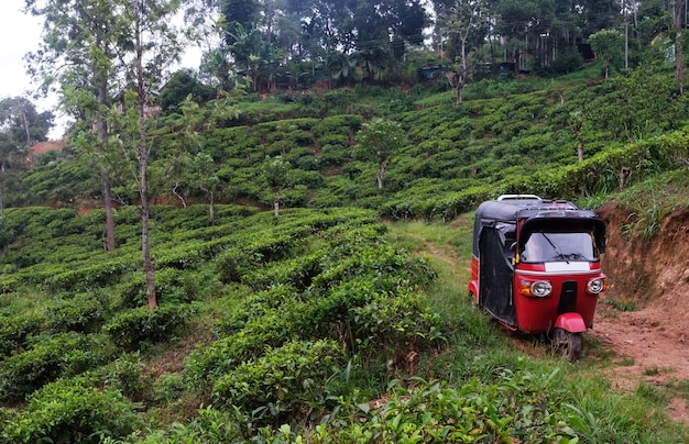 View on tea plantation in Ella Sri Lanka