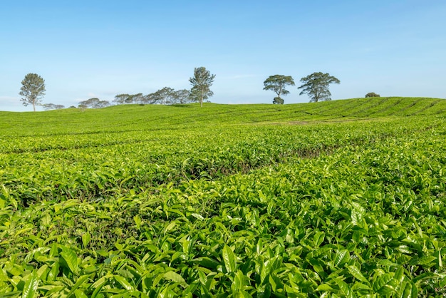 View of tea plantations