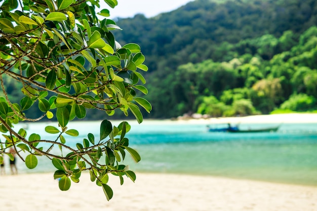 view that feel the nature and the green leaves look so Refreshing.