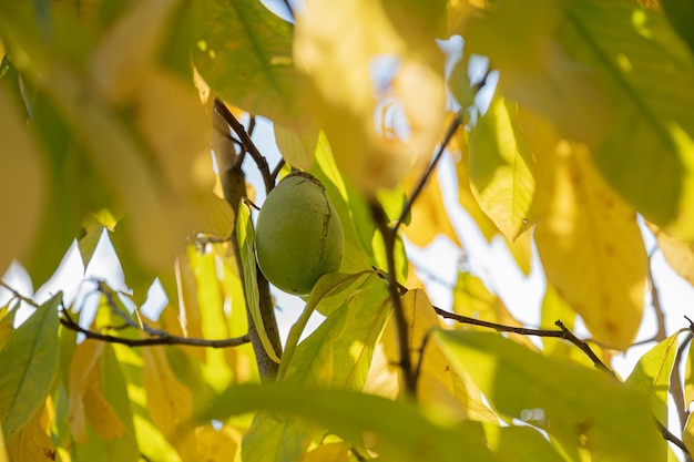 View through bright yellow autumn leaves of an asimina pawpaw fruit ripening on a tree