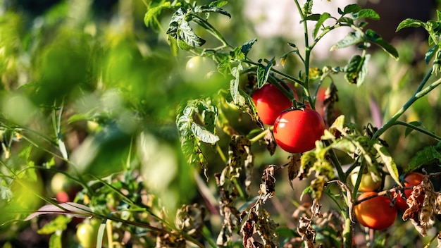 View of a tomato bush