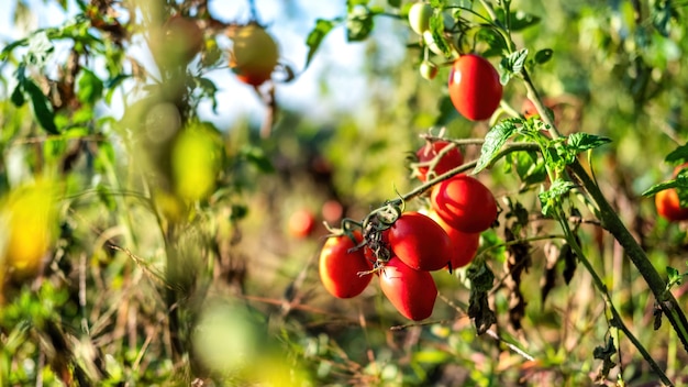 View of a tomato bush