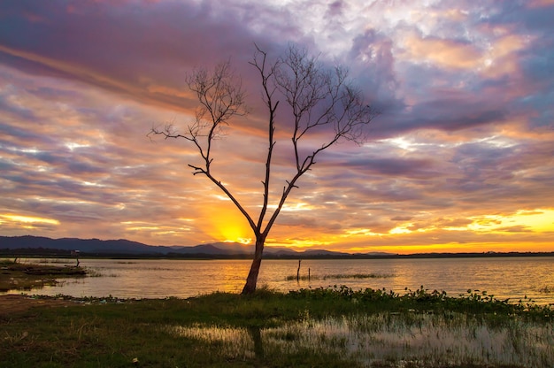 View of tree branch with sunrise in the morning