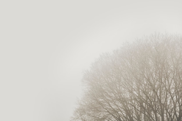 View at tree in the foggy winter day