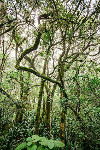 View of trees in forest