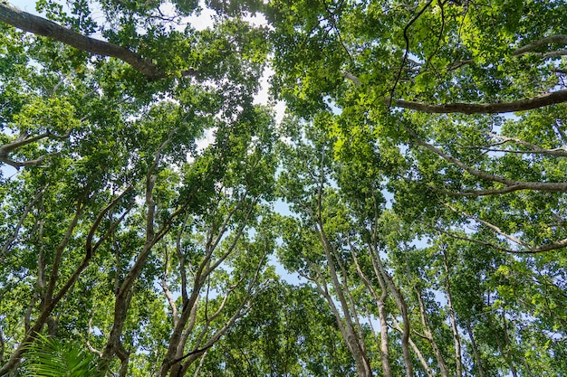 View of the treetops in jungle forest on a sunny day, island of Zanzibar, Tanzania, East Africa