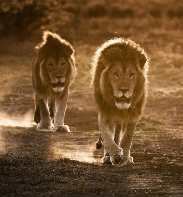 Photo view of two cats