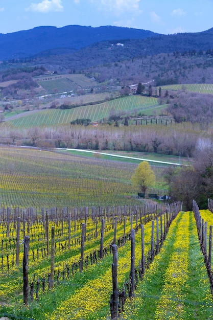 View of  typical Tuscan landscape and a valley with vineyards, in the province of Siena. Tuscany, Italy