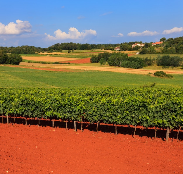 View of vineyards, Istria