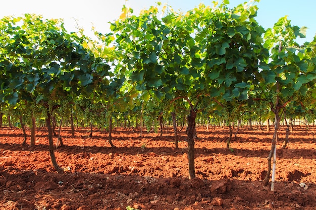 View of vineyards, Istria