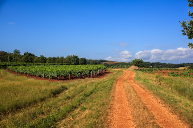 View of vineyards, Istria