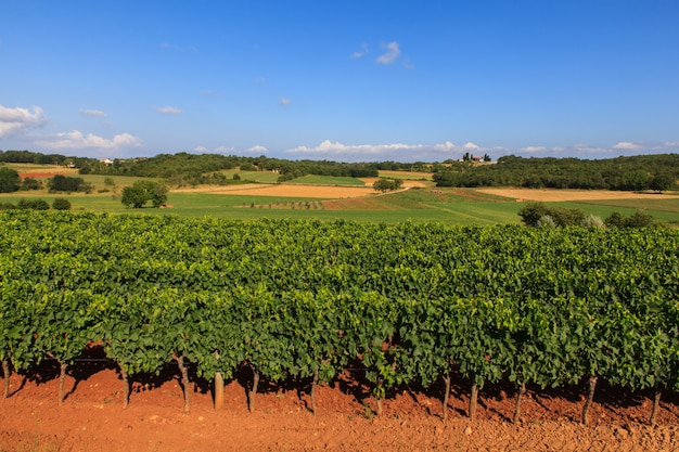 View of vineyards, Istria