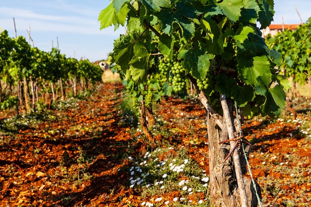 View of vineyards in the Istrian countryside