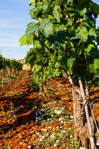 View of vineyards in the Istrian countryside